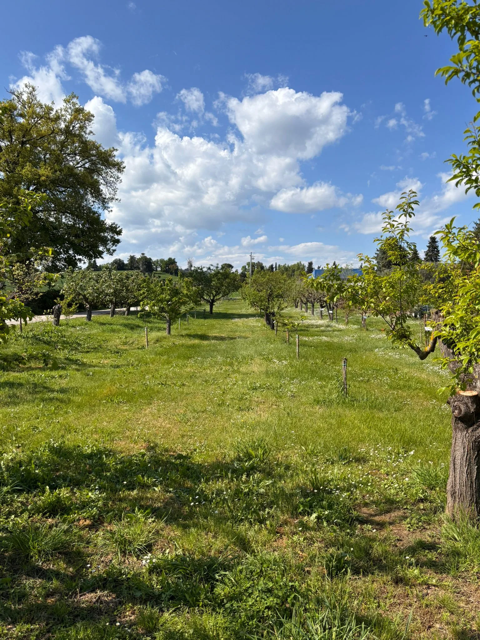 Olive Oil Masterclasses