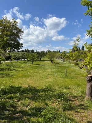 Olive Oil Masterclasses